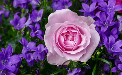 صبحية مع الرب