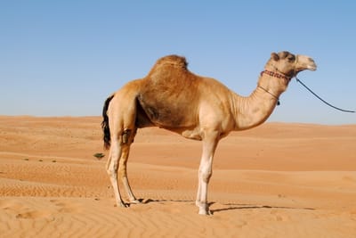 من قال النصيحة بجمل؟