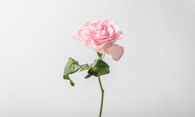 صبحية مع الربّ