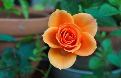 صبحية مع الرب