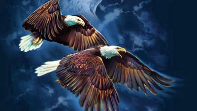 أجنحة النسور