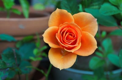 صبحية مع الربّ