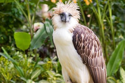 قرد و لكن في النهاية نسر