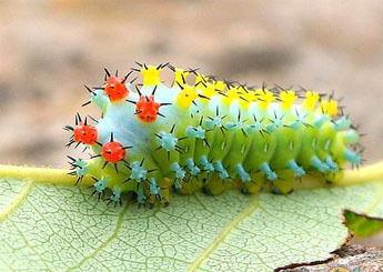 أنا مثل الدودة تماماً