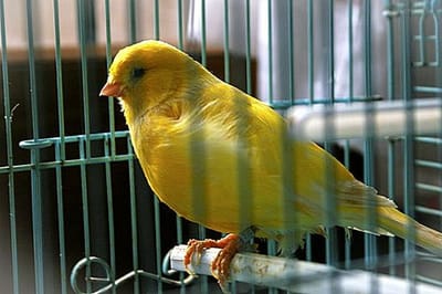 أنقذه طائر صغير