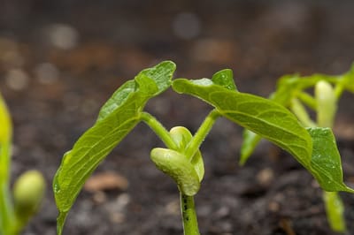 مَاذَا يُشْبِهُ مَلَكُوتُ الله؟ وَبِمَاذا أُشَبِّهُهُ؟