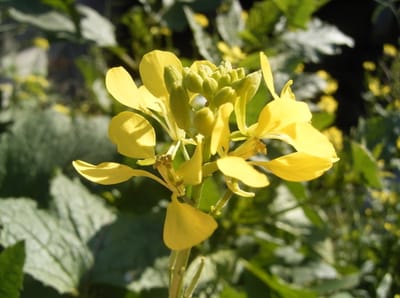 فَنَمَتْ وَصَارَتْ شَجَرَة...