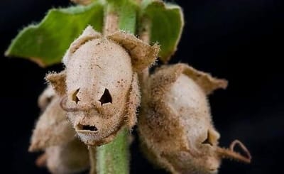 شهوة الدنانير