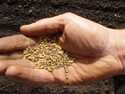 "لَوْ كانَ فِيكُم مِنَ الإِيْمَانِ مِقْدارُ حَبَّةِ خَرْدَل..."