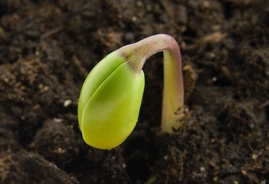 إنْ كانَتِ الحَـبَّةُ مِنَ الحِنطَةِ لا تقَعُ في الأرضِ وتَموتُ، تَبقى وَحدَها. وإذا ماتَت أخرَجَت حَبّا كثيرًا