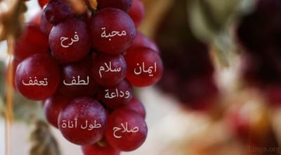 كلمة حياة - الله يطلب ثمرًا