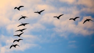 هل تساءلتم لماذا تهاجر الطيور على شكل الرقم سبعة....؟