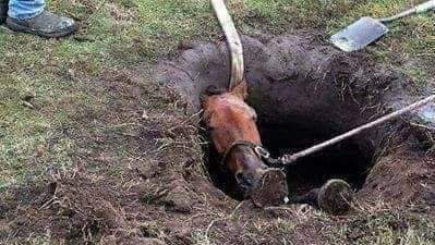 حصان في البئر