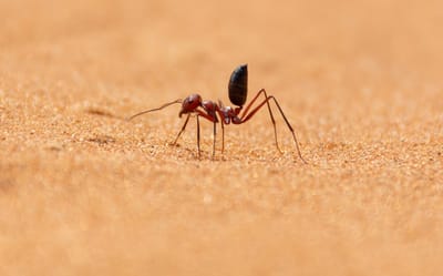 التعاون المشترك