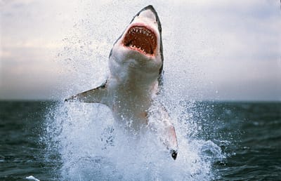 "أوجين فيني"