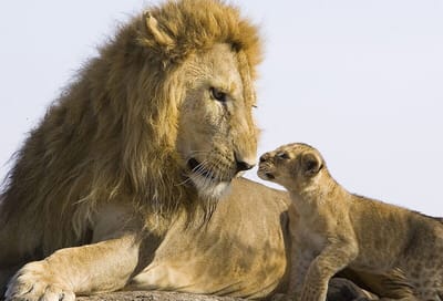 مشاعر زائفة