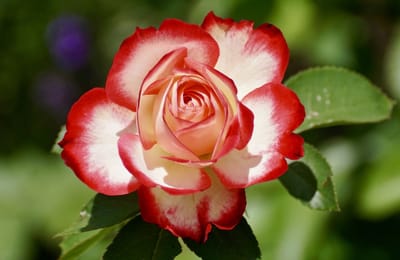 صبحية مع الرب