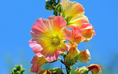 صبحية مع الرب