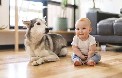 الكلب والطفل