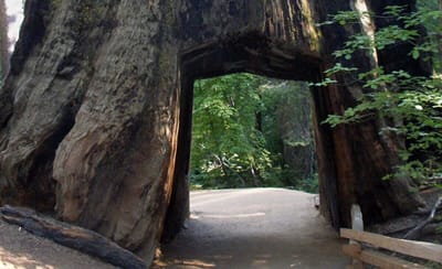 شجرة السيكويا