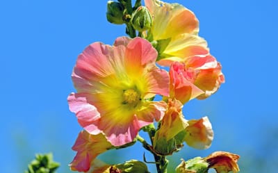 صبحية مع الرب