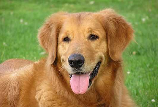 كلب يسرق طعام ليطعم مسكين... فيديو قصير و مؤثّر جدّاً