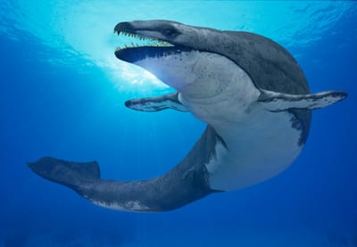 Basilosaurus  image