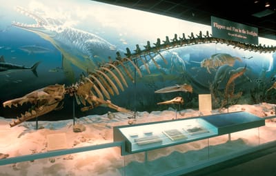 Basilosaurus  image