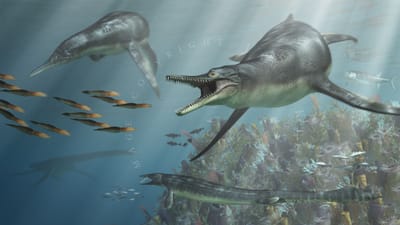 trinacromerum image