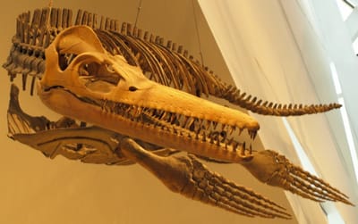 trinacromerum image