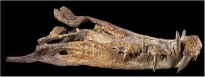 Kaprosuchus image
