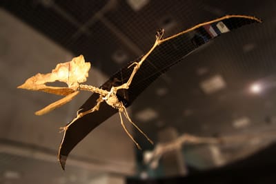 Thalassodromeus image