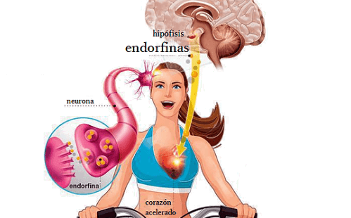 Las moléculas de la emoción