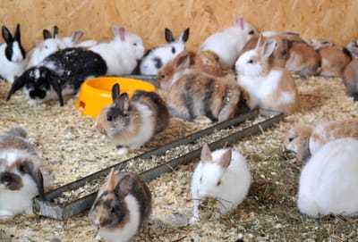 ENFERMEDAD EXÓTICA MATA AL 90% DE LOS CONEJOS