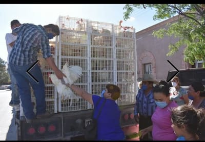 BENEFICIA GOBIERNO DE NUEVO CASAS GRANDES A CIENTOS DE FAMILIAS CON PAQUETES DE GALLINEROS FAMILIAR.
