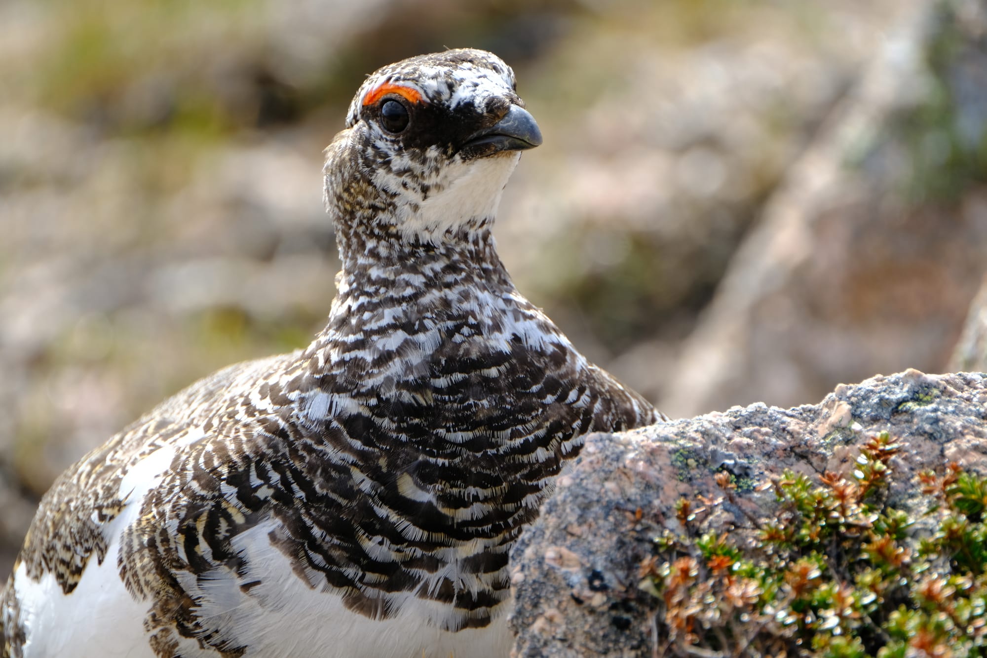 Adult Male, June