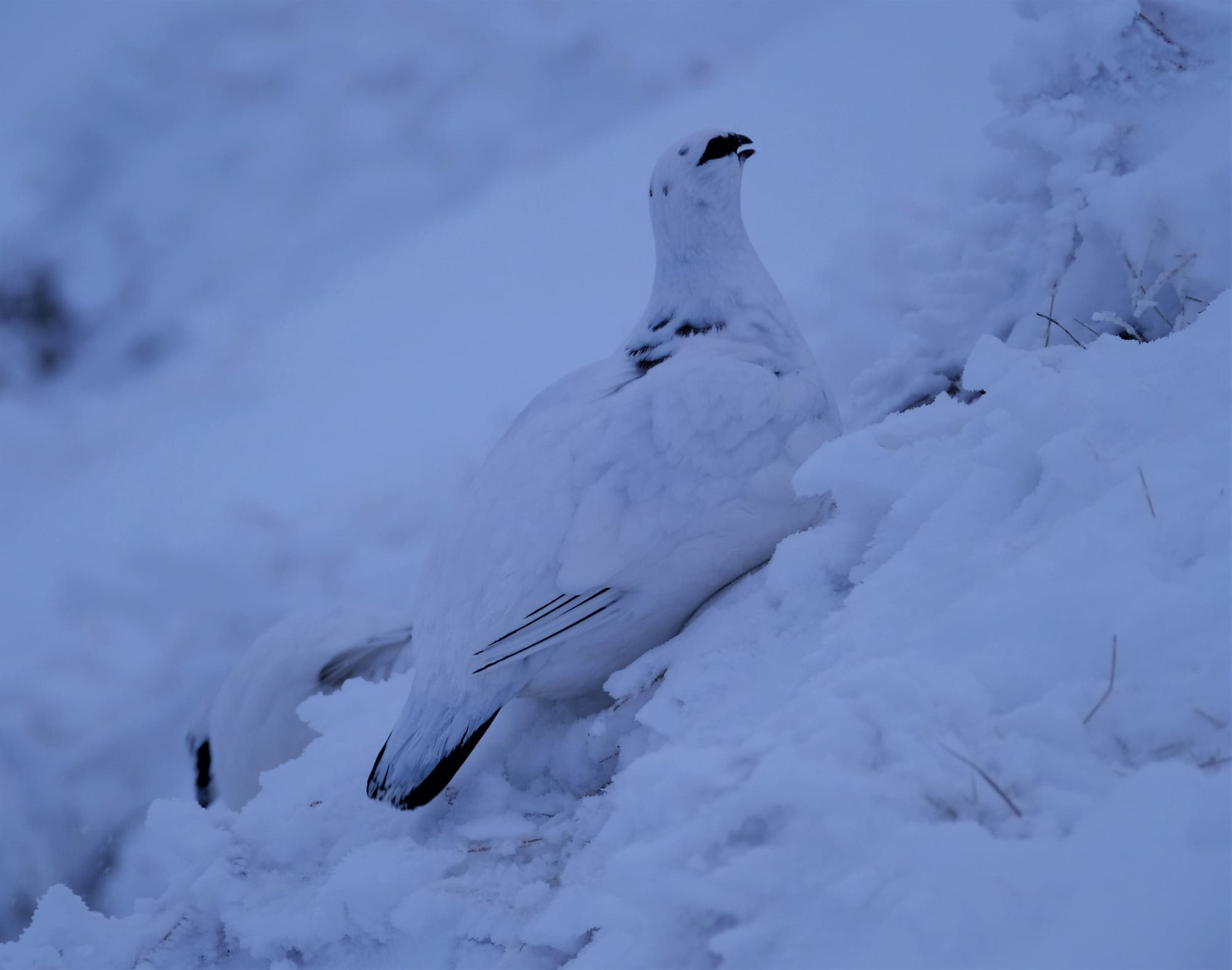 Adult Male Ptarmigan, January