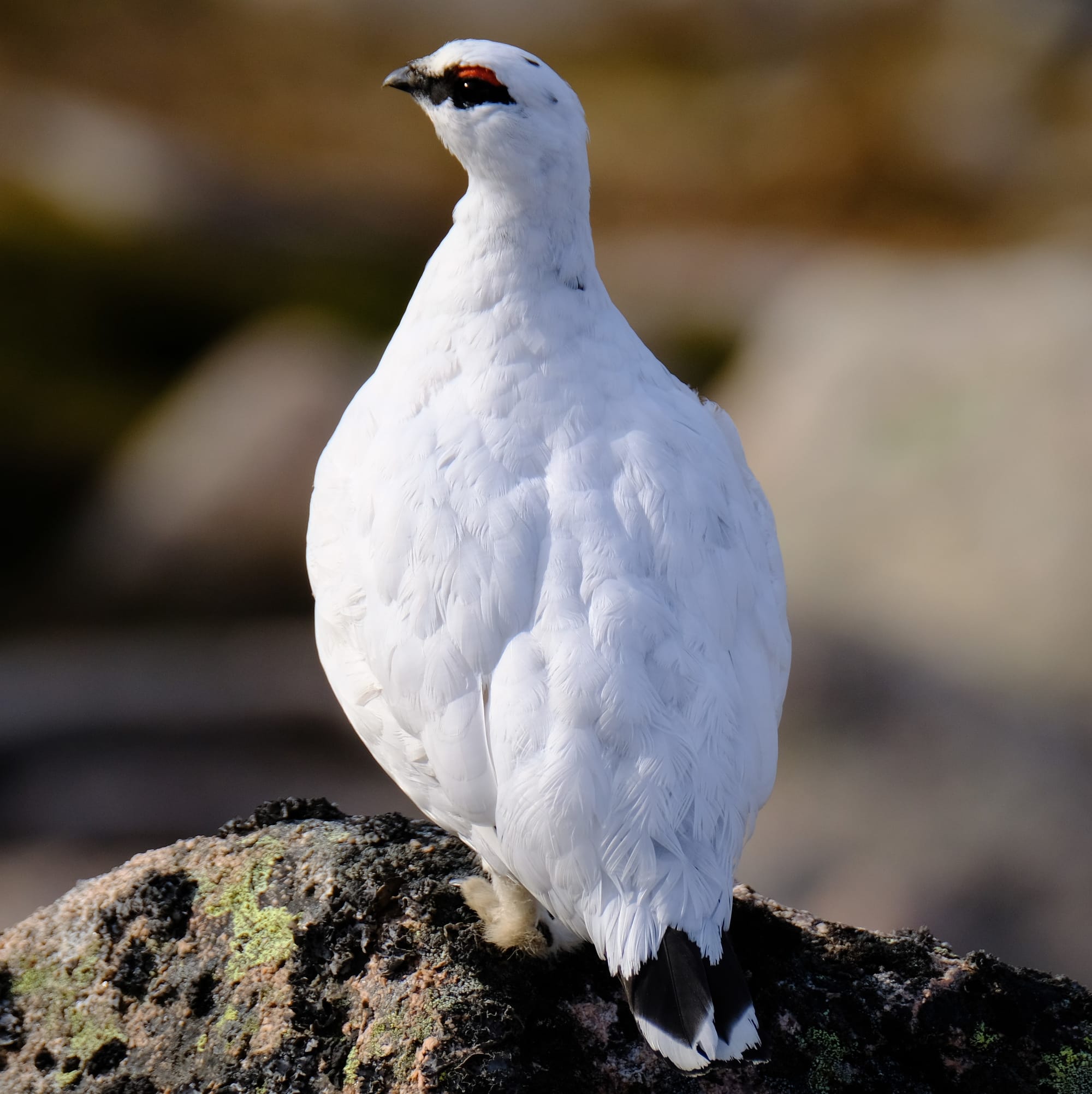 Adult Male Ptarmigan, March