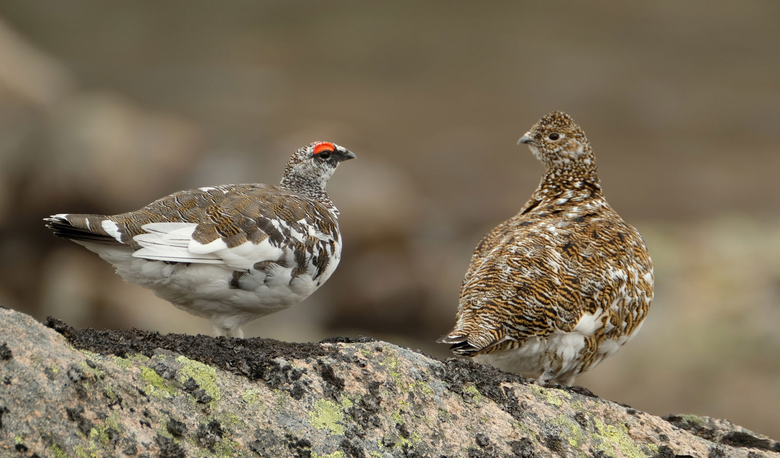 Male & Female Ptarmigan, July