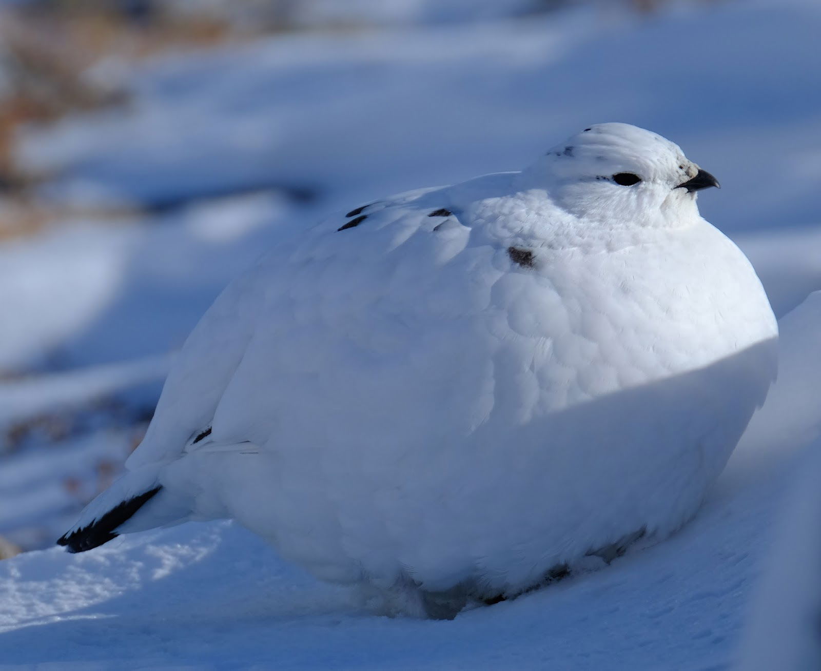 Adult Female Ptarmigan, February