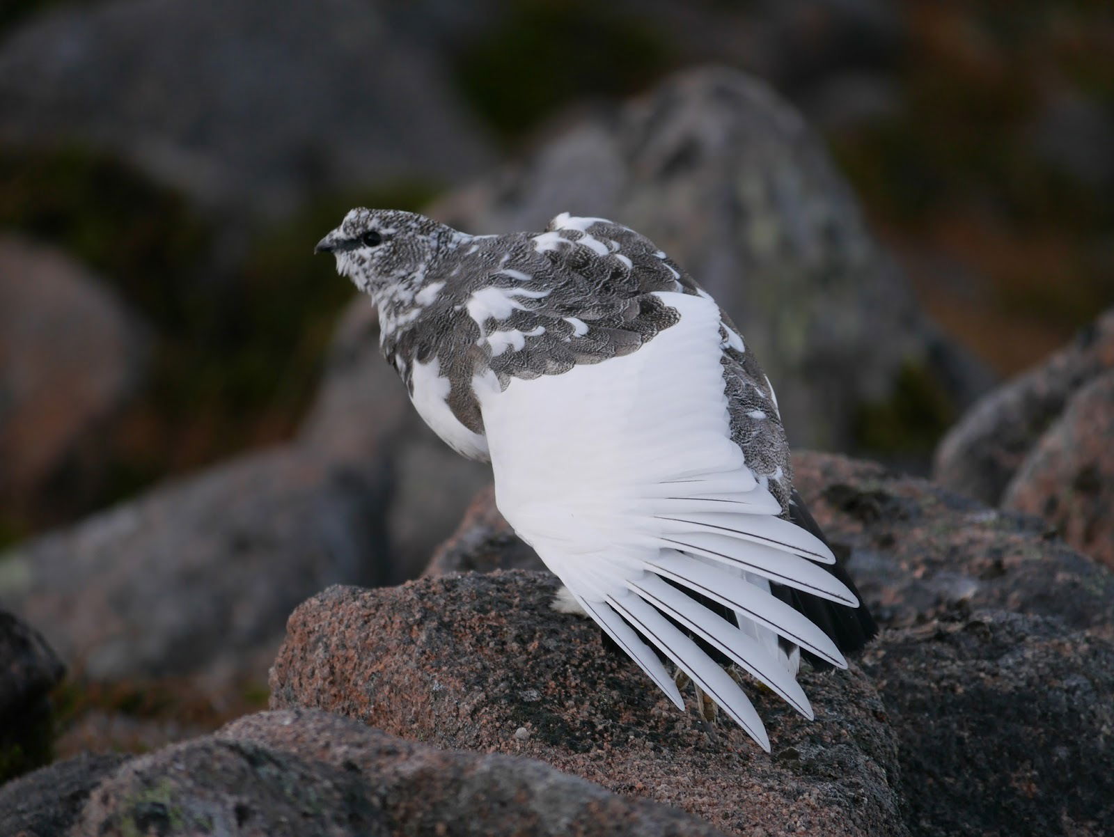 Adult Male Ptarmigan, October