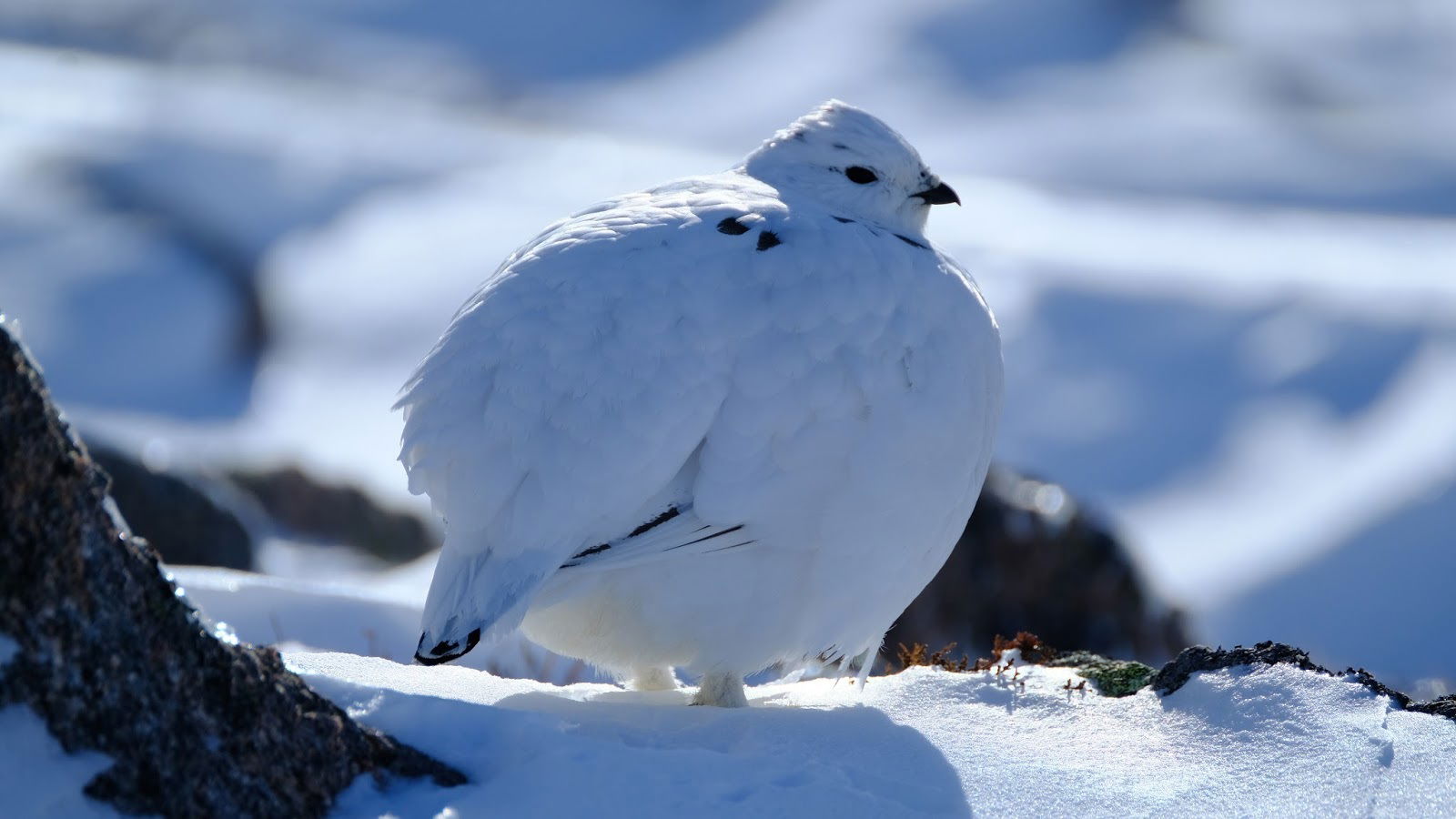 Adult Female Ptarmigan, January