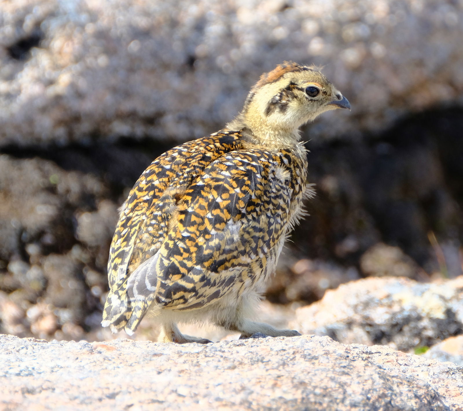 Juvenile Ptarmigan, July