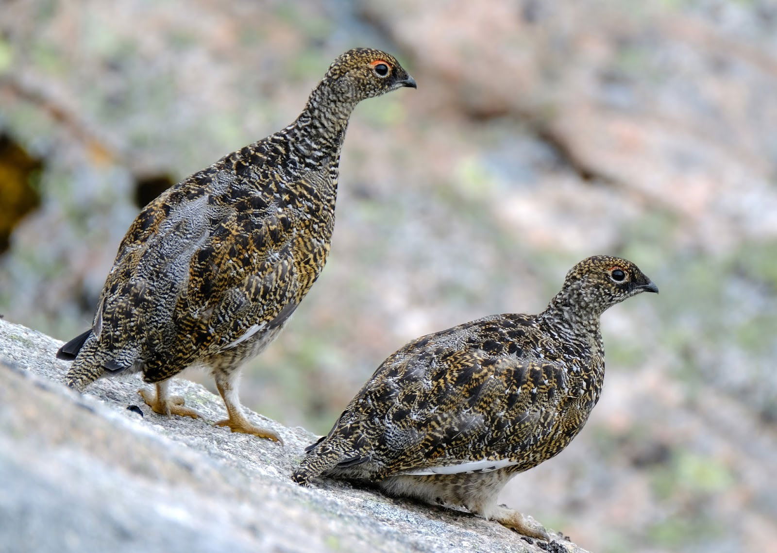 Juvenile Male Ptarmigan, September