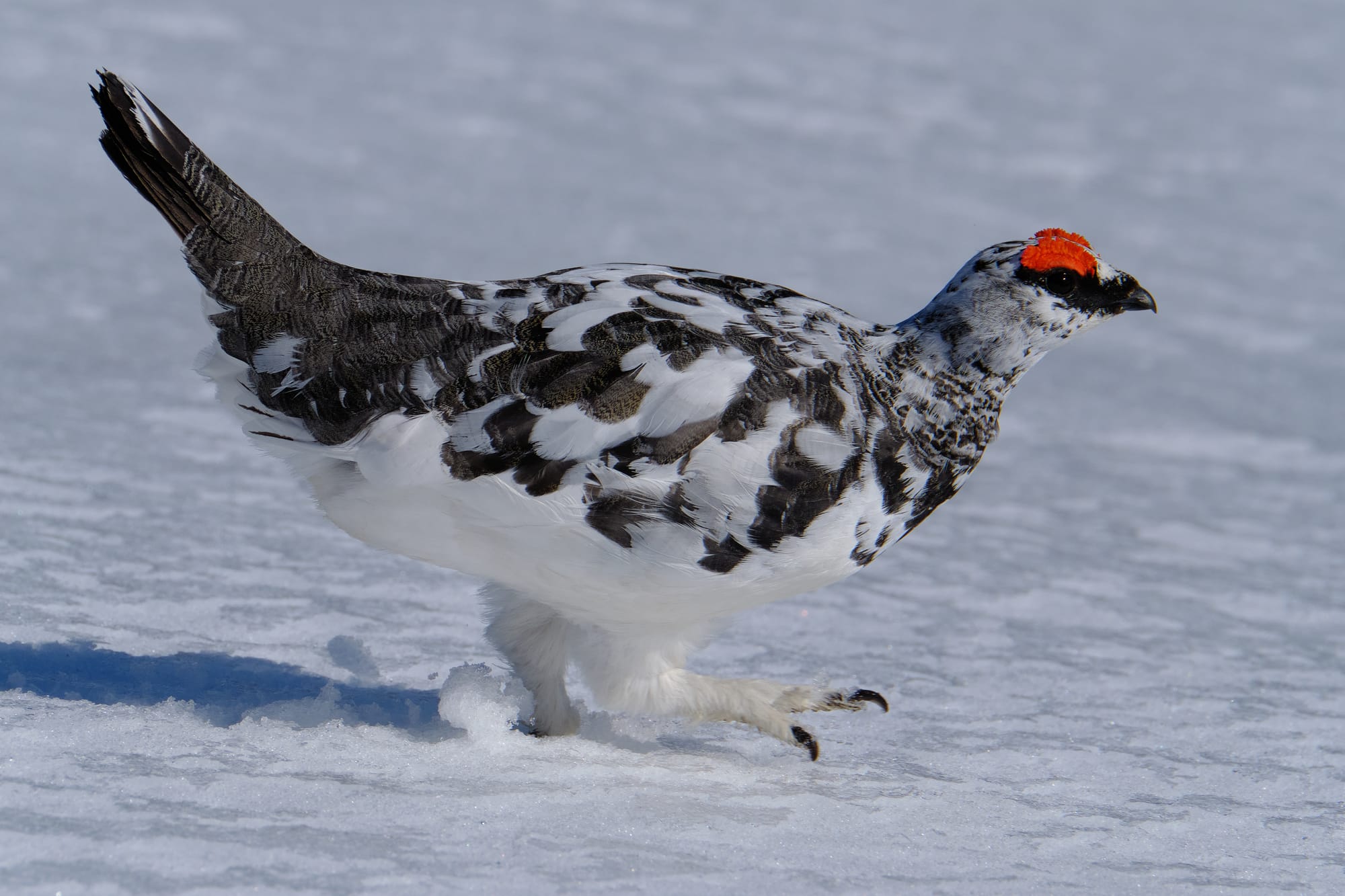 Winter wildlife photography, Cairngorms 5 nights