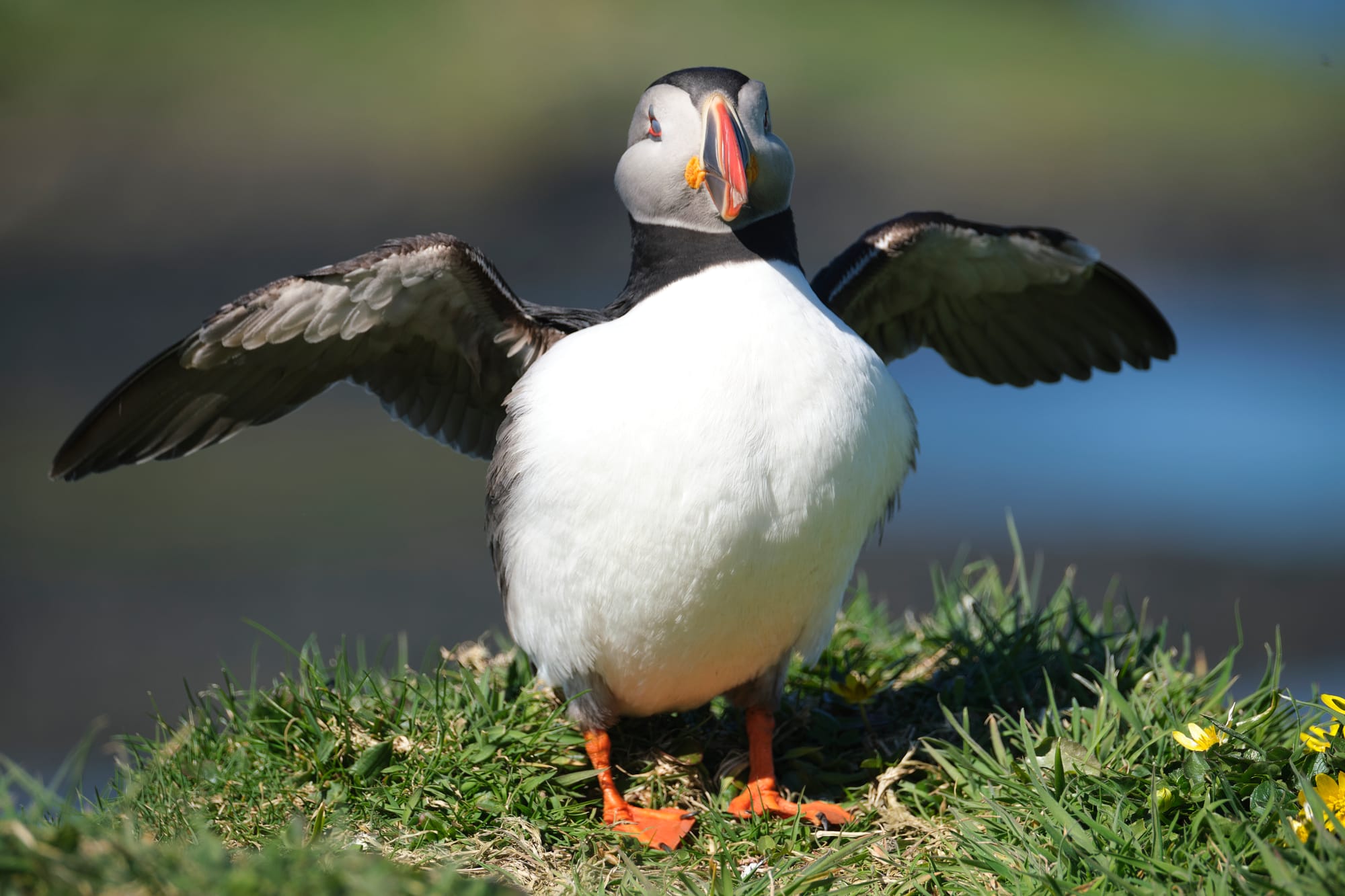 Isle of Mull wildlife photography holiday