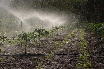 Tips for Choosing the Ideal Irrigation Phoenix Experts image