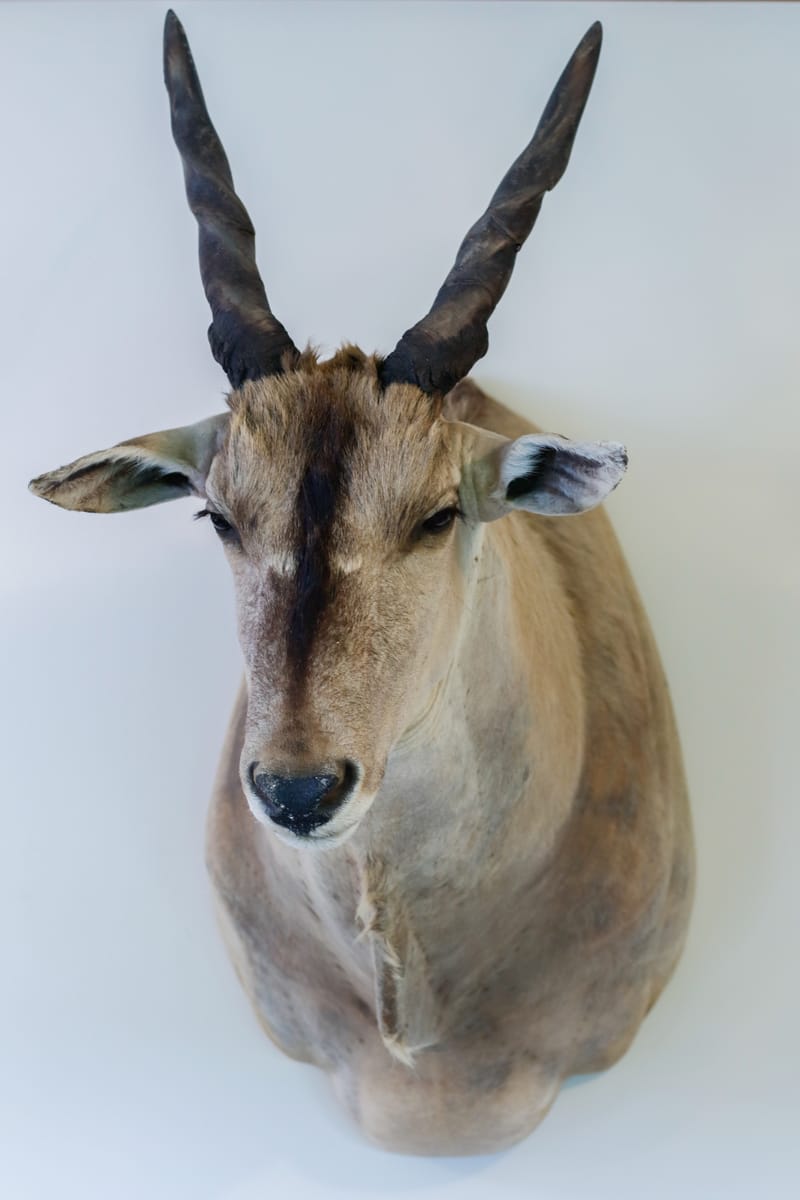 Common Eland (Africa)