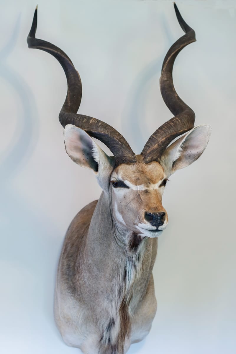 Greater Kudu (Africa)