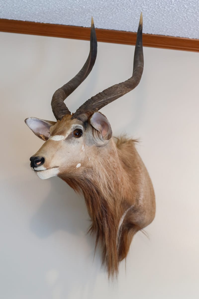 Mountain Nyala (Africa)